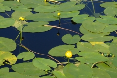 Arbersee