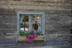 Blumengrüße