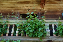 Blumengrüße