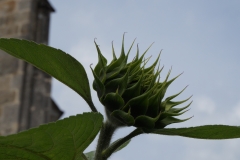 Blumengrüße