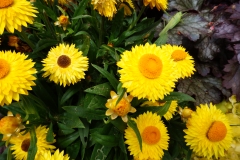 Blumengrüße