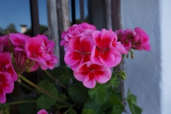 Blumengrüße