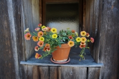 Blumengrüße