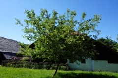 Grüne Welt