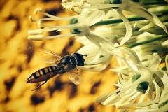 Blumengrüße - Im Anflug