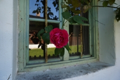 Blumengrüße
