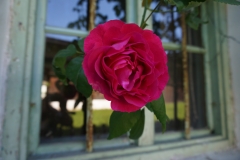 Blumengrüße