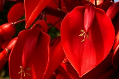 Blumengrüße
