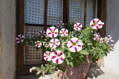 Blumengrüße