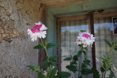 Blumengrüße