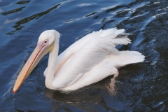 Pelikan in Pracht