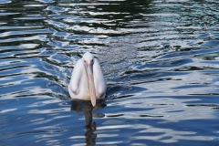 Pelikantanz