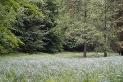 Im Grünen