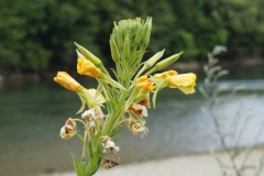Blumengrüße