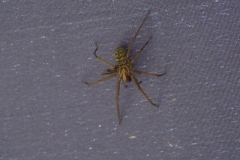Ich glaub ich Spinne