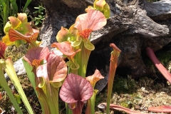 Blumengrüße