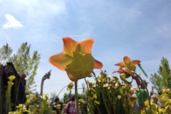Blumengrüße
