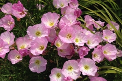 Blumengrüße