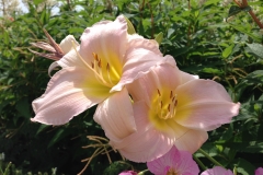 Blumengrüße