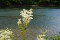 Blumengrüße