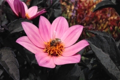 Blumengrüße