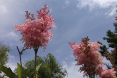 Blumengrüße