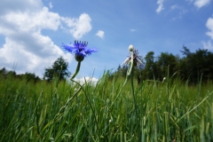 Wiesenglück