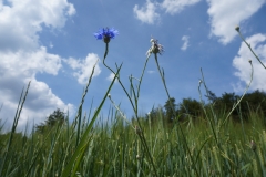 Wiesenglück