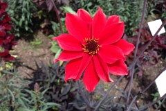 Blumengrüße