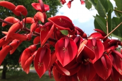 Blumengrüße