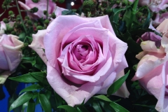 Rosenwelt