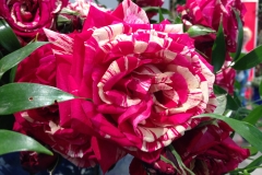 Gestreifte Rose