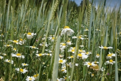 Blumengrüße