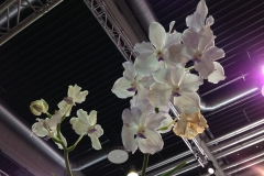 Fliegende Orchidee