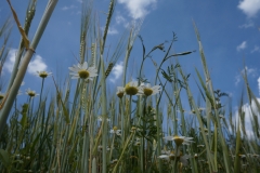 Wiesenblumen