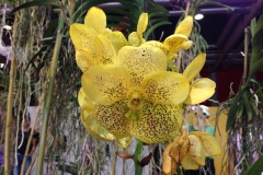 Sonnige Orchidee