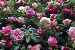 Rosenwelt