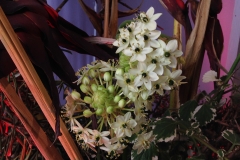 Blumenkunst