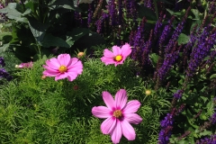Blumengrüße