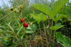 Walderdbeeren