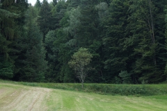 Im Grünen