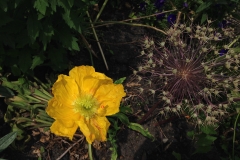 Blumengrüße