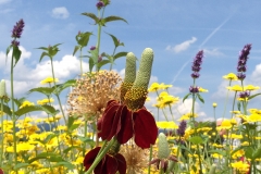 Blumengrüße