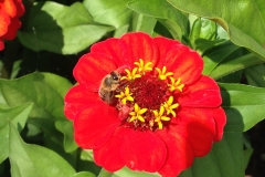 Blumengrüße