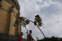 Blumengrüße Befreiungshalle Kelheim