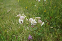 Wiesenglück