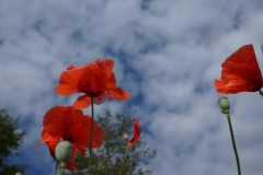 Blumengrüße