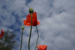 Blumengrüße