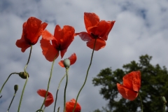 Blumengrüße