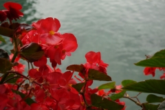 Blumengrüße